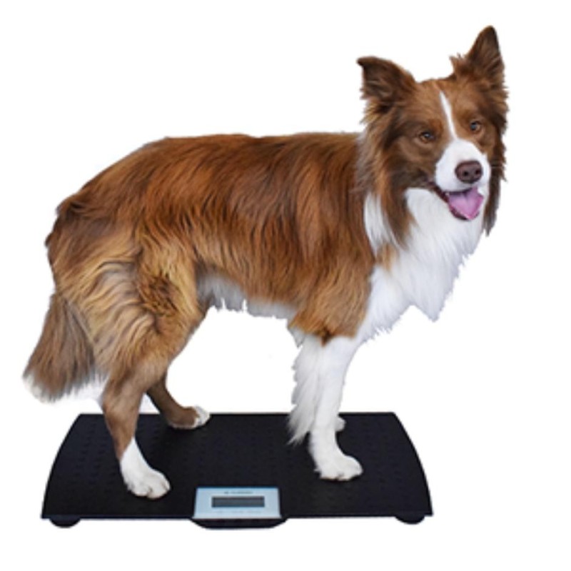 Marsden V-100 Veterinary Scale, 100kg Capacity, Ideal for Cats and Dogs - CareSupplies.com Medical Equipment